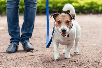 Pet-friendly apartments with walking paths